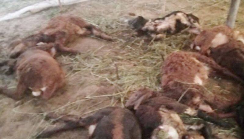 Miscreants Killed 16 Sheep at Shahapura in Yadgir grg