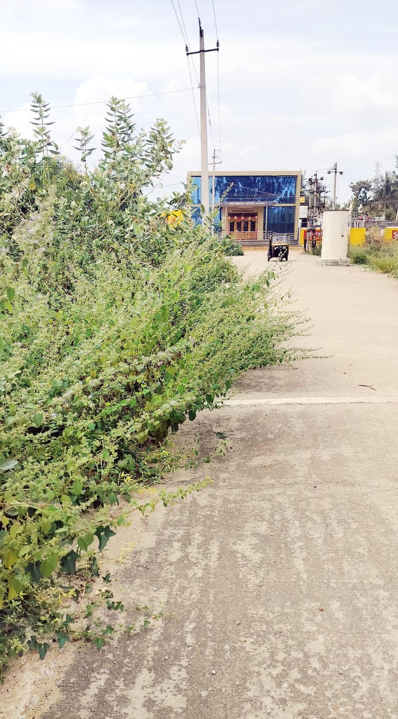 Mysuru Concrete road, overgrown plants in drains snr