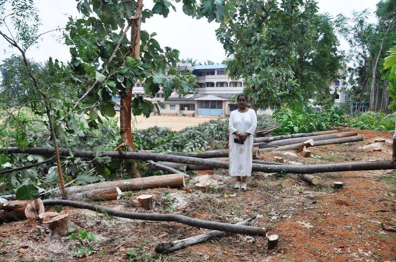  70 trees were cut down and destroyed in Pandavapura snr