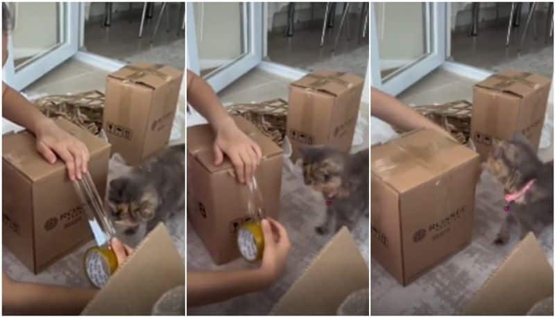 pet cat helps its owner in packing the video going viral hyp