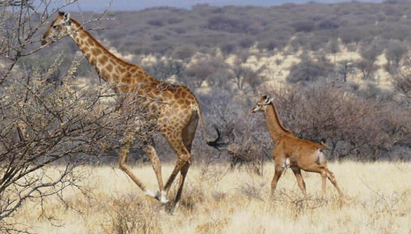 US airport authorities stopped women after she had a box of giraffe poo with her ans