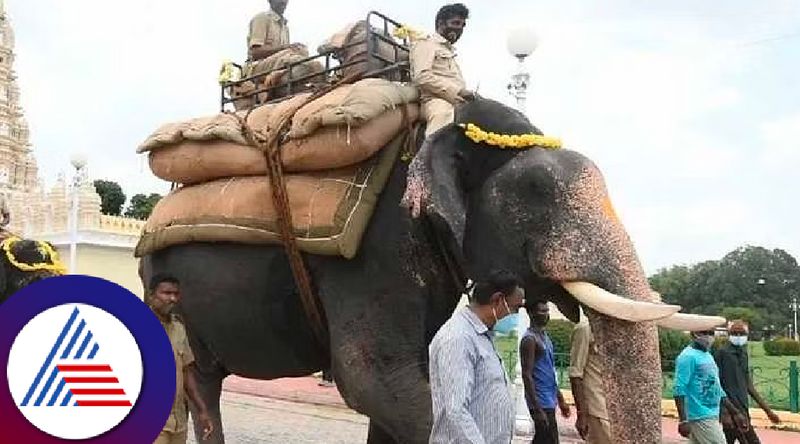 Countdown begins for the world famous mysuru dasara jambu savari rav