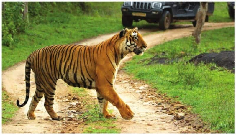 Insurance scheme for visitors in two major tiger reserves afe