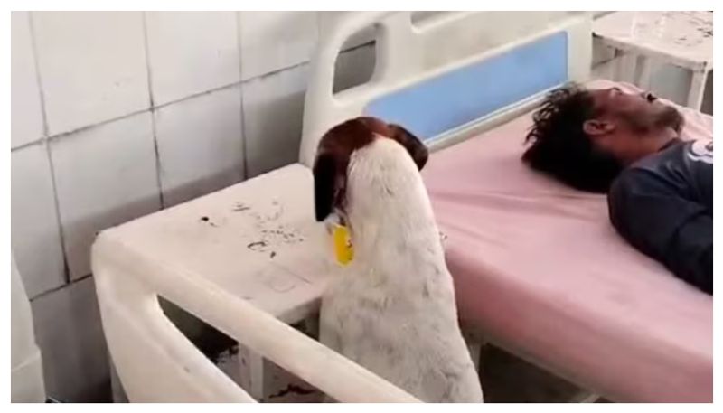 Stray dog eats patient's food at government hospital prm