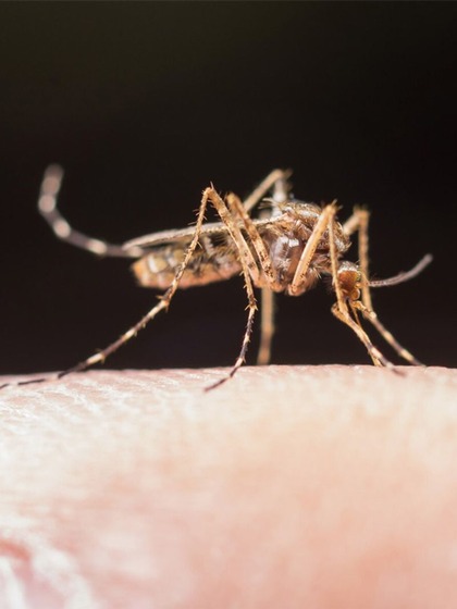 Use Mosquito Nets