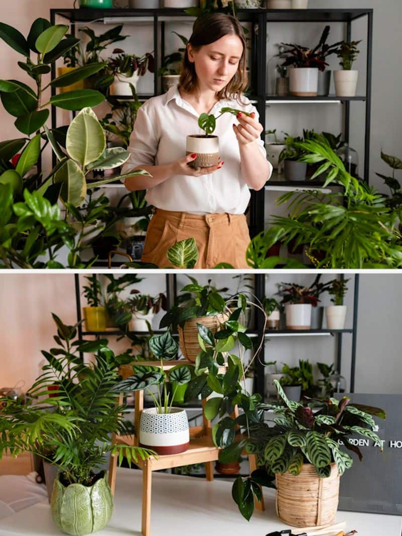 Money Plant to Peace Lily-7 lucky plants to attract wealth RBA EAI