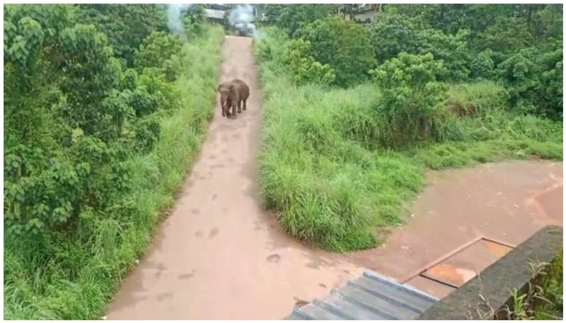 wild elephant at kannur ulikkal Matara surveillance followed by the Forest Department fvv