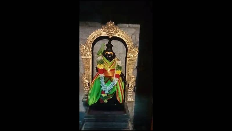 live parrot sitting on amman statue in madurai meenakshi amman temple vel