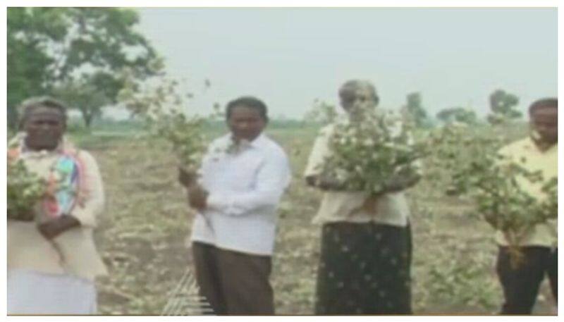 cotton crop destroyed by miscreants in raichur nbn