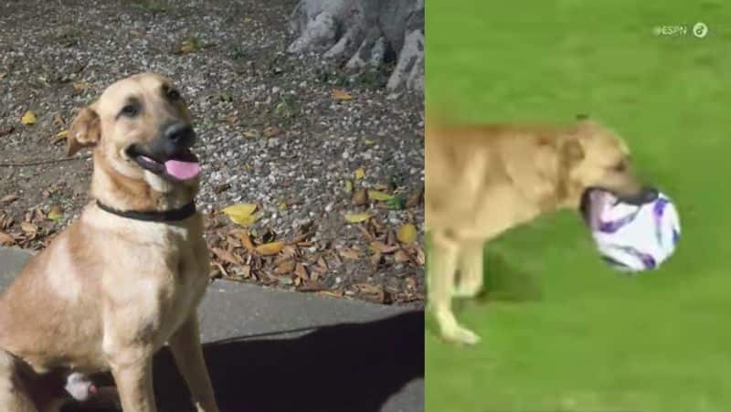 A dog carried the ball on the field during a  Mexican football match watch viral video akb