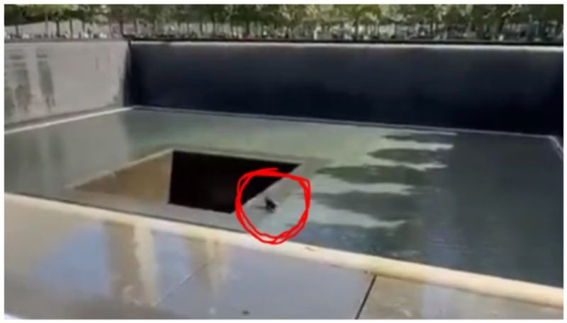 shocking video of 33 year old man who jumped into 9/11 memorial pool then arrested bkg