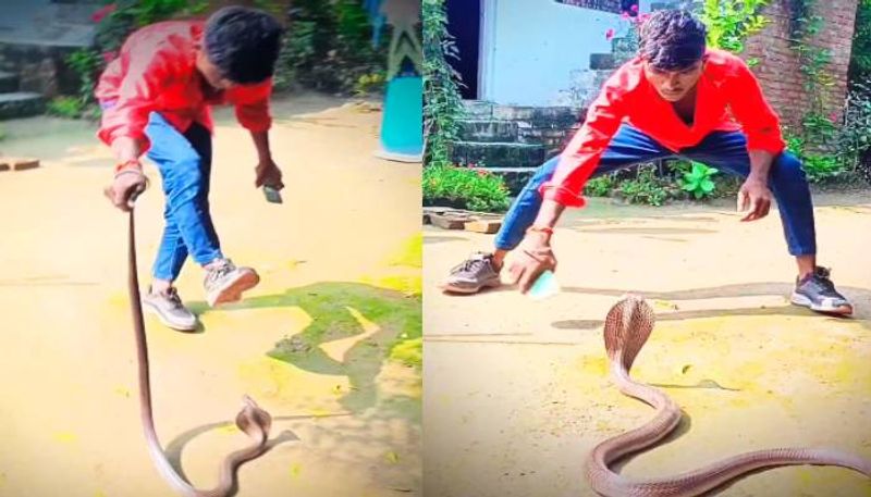 man dancing with cobra video went viral rlp