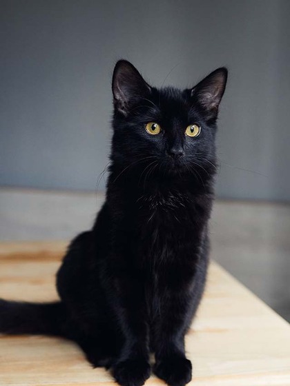 B​​​​​​​lack cats are bad luck