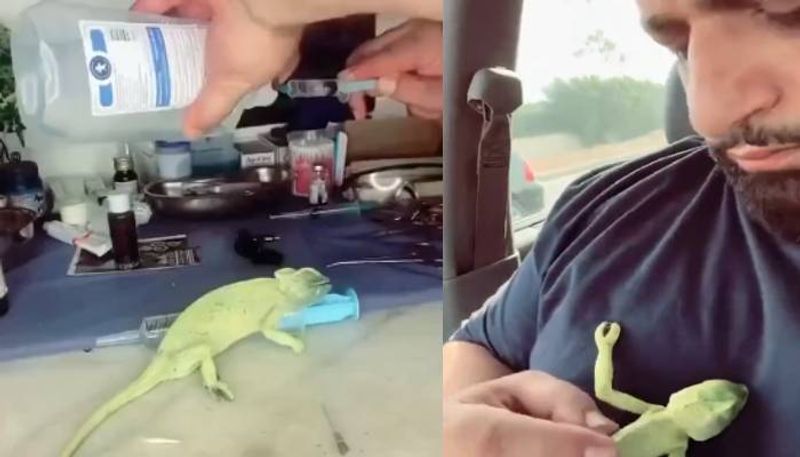 man saves Chameleons life by giving mouth to mouth breathing rlp