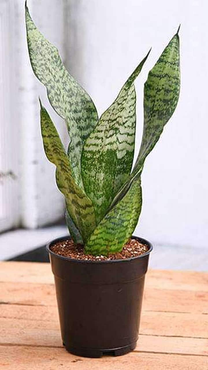 is it good to keep snake plant at home as per vastu in tamil mks