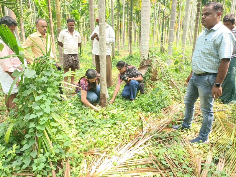 Advice to Formers About coconut And Areca disease snr