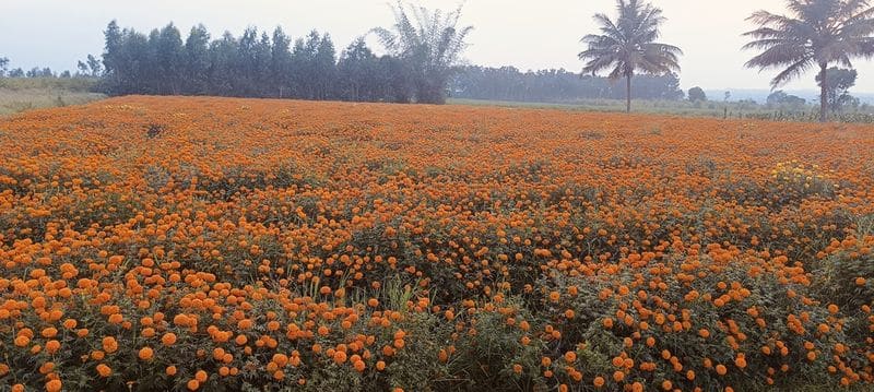 Marigold Flower  grower in precarious condition snr