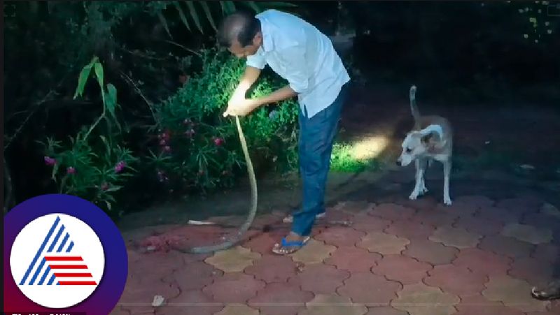 uttara kannada Reptile specialist Abu Tala was bitten by cobra his condition is critical rav