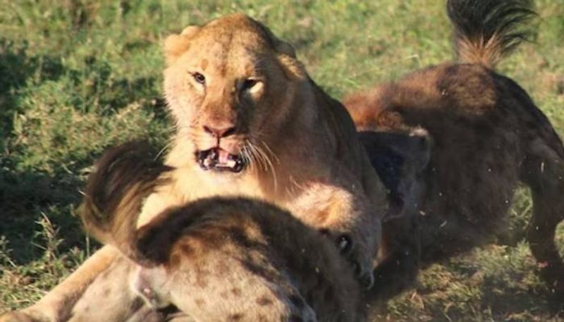 Condition Can Happen If You Drink The Milk Of A Lioness Know What Science Says roo