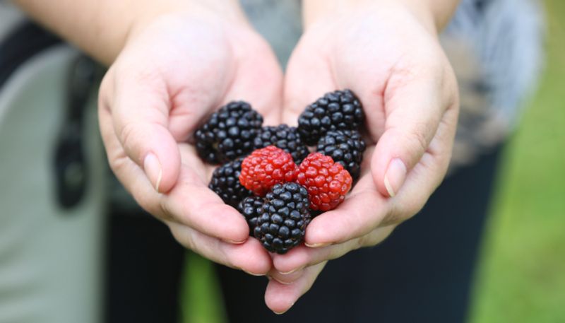 know the importance of eating mulberries azn 