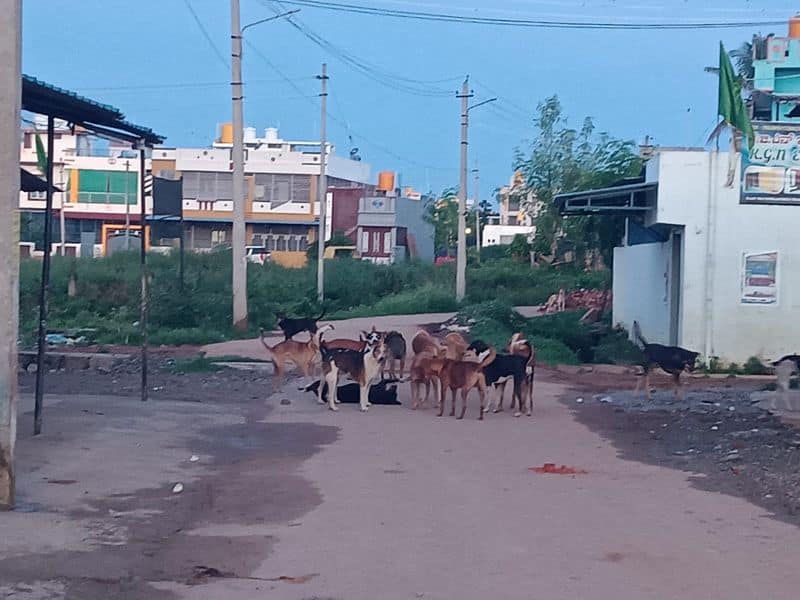 Tumkur  Demand for control of stray dogs snr