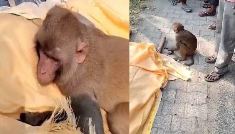 monkey traveled 40 km with dead body of a man who feed him rlp