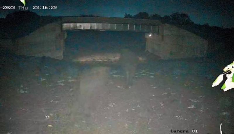 elephants crossing railway underpass rlp 