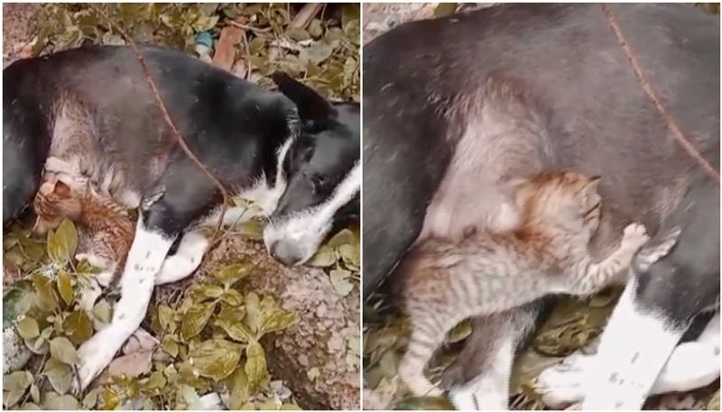 dog feeding kitten viral video from malappuram SSM