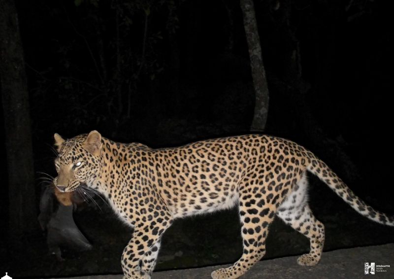 Devarayanadurga  A camera trap caught a rare sight in which A leopard hunting bats in Devarayanadurga reserved forest akb