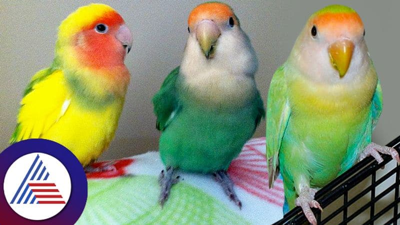 benefits of parrot pet at home suh