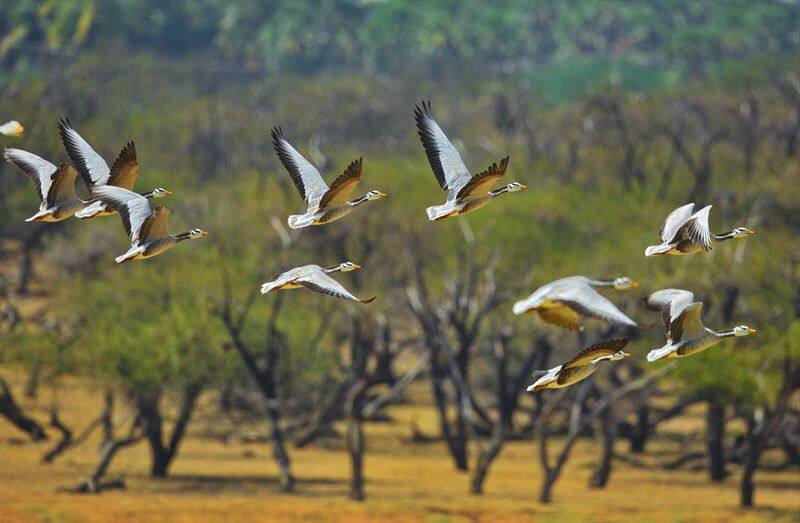 Anbumani requested to declare the ECR area as a protected bird habitat KAK