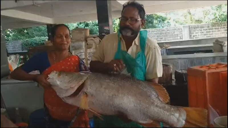 pandugappa fish yanam fisherman caught pandugappa and sold it for rs 12000 in auction vel