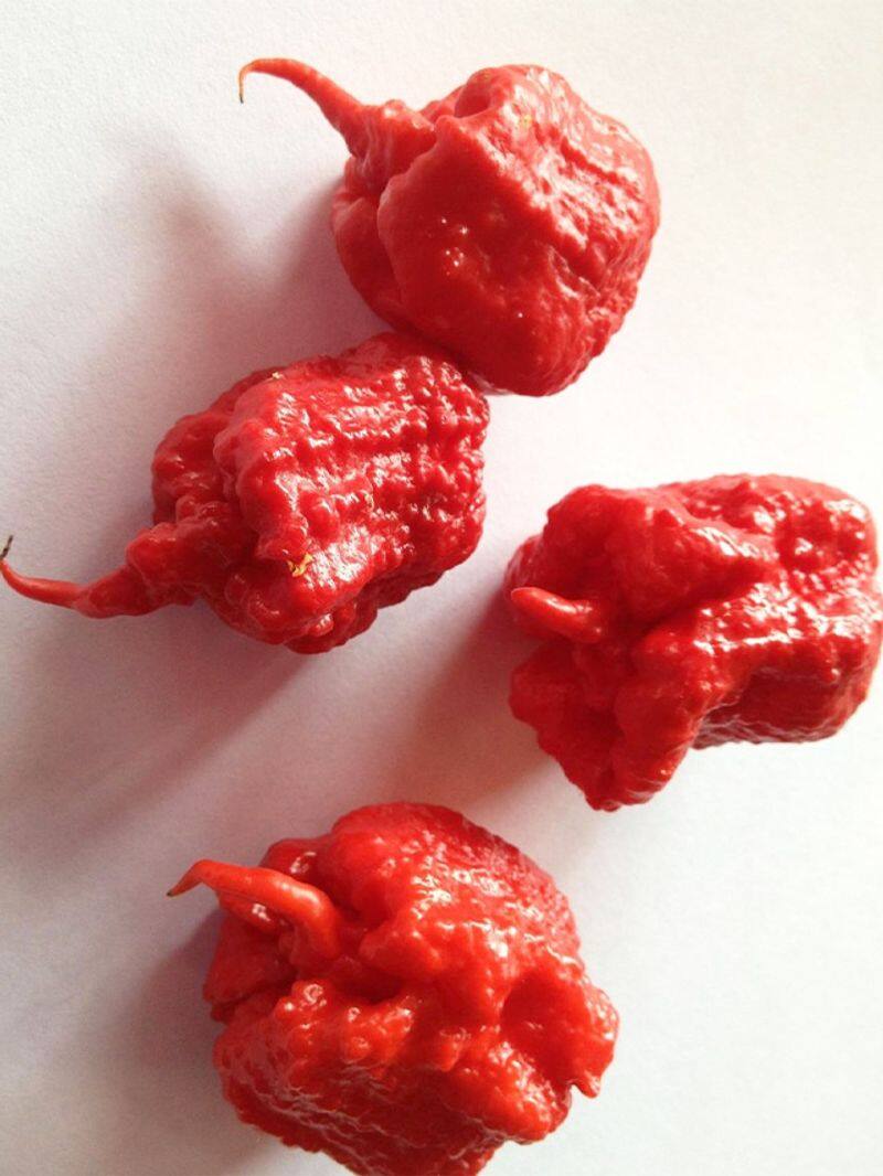 Pepper X: New hottest chilli pepper on the planet