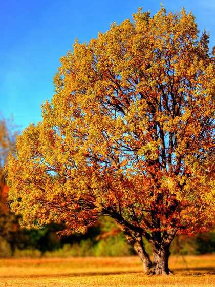 New England