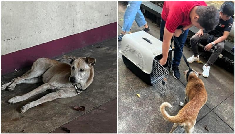 pet dog waiting for its late owner before hospital mortuary hyp