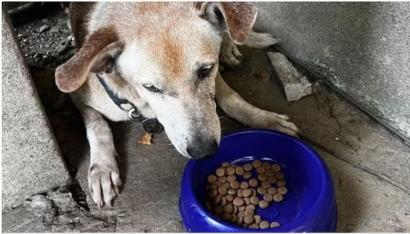 pet dog waiting for its late owner before hospital mortuary hyp