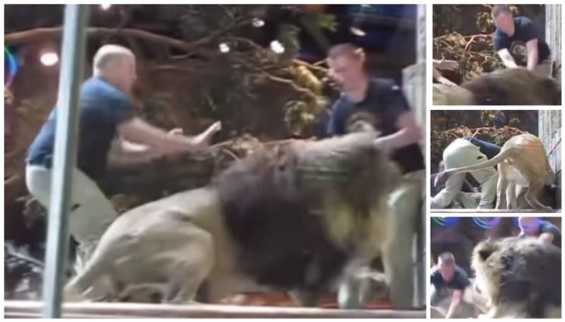 male lion rushed to attack the zoo employee and the female lion came to the rescue bkg 