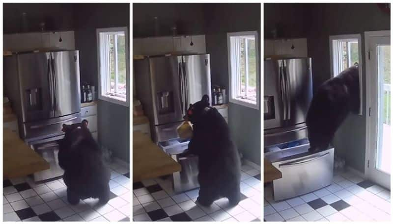 video of the bear taking food from the fridge in the kitchen went viral bkg