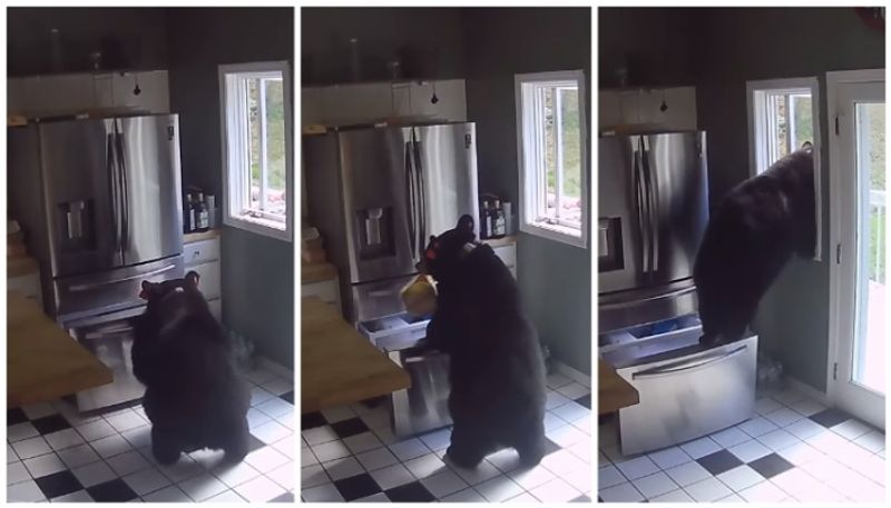 video of the bear taking food from the fridge in the kitchen went viral bkg