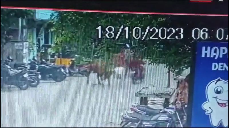 Man seriously injured in a cow stampede in Chennai dies sgb