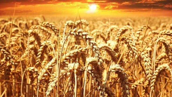 rabi crops