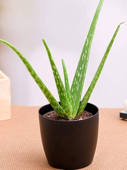 Add Aloe Vera: