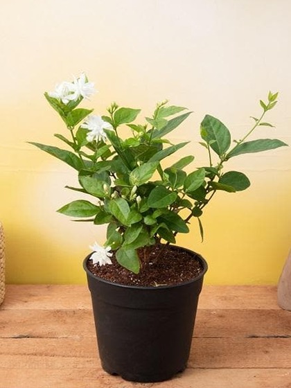 2. Indoor Plants: