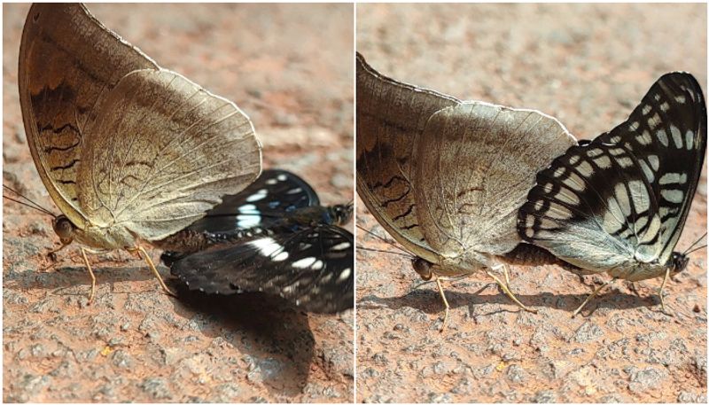 A rare sight of butterflies of different species mating in Kannur watch video btb