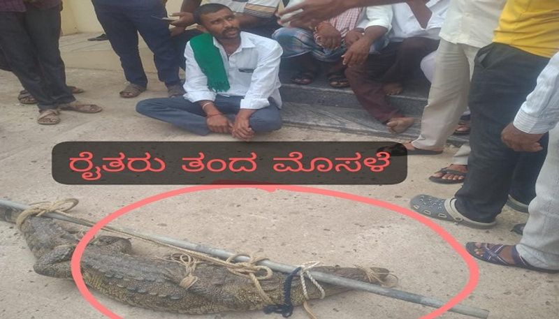 Farmer Brought Crocodile to HESCOM Office For Electricity Problem in Vijayapura grg