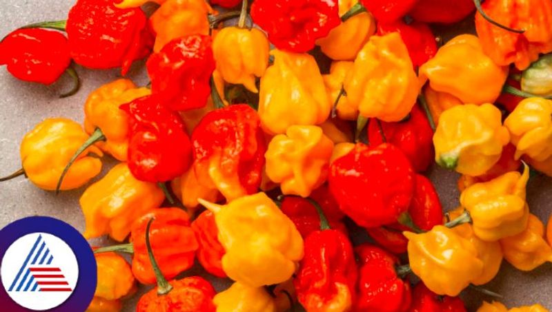 Pepper X is now worlds spiciest chilli pepper, here is all you need to know Vin