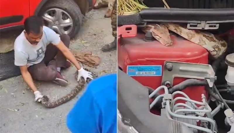 huge python found inside car in delhi hyp