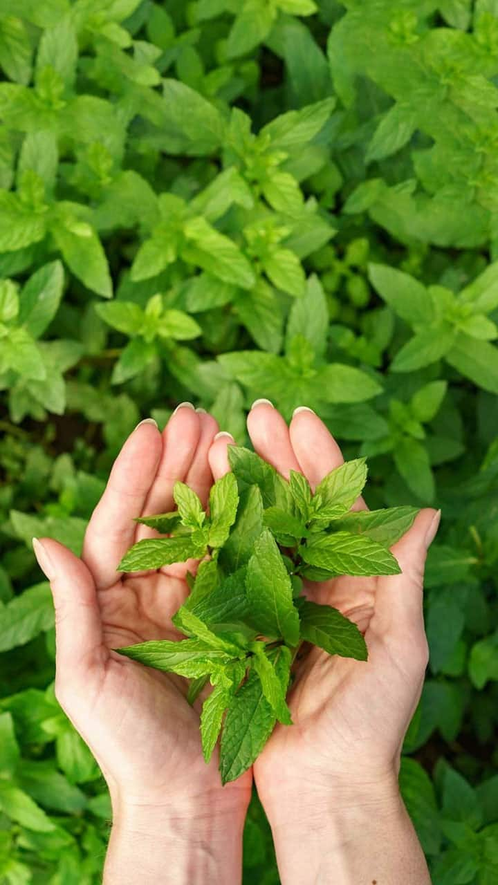 know the benefits of eating these leaves on empty stomach in morning in tamil mks