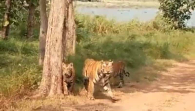 mama tiger and cubs walking rlp