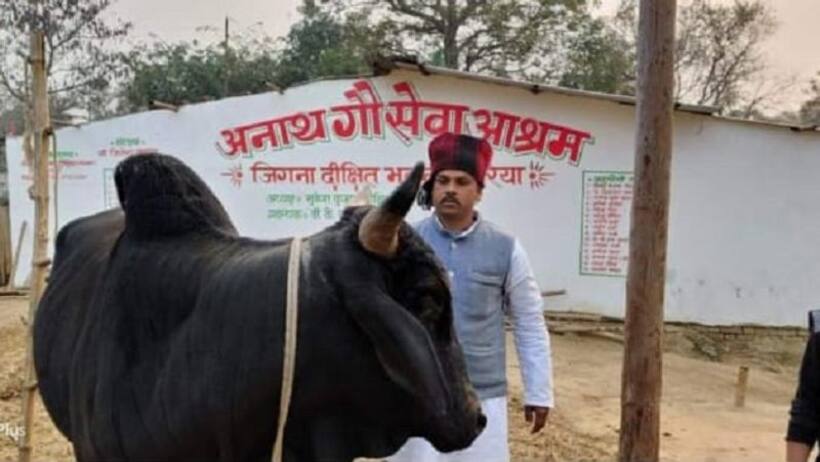 गो प्रेमी मुकेश दीक्षित की कहानी: 3 3 दिन तक खुद भूखा रहे लेकिन खत्म नहीं होने दिया गायों का चारा